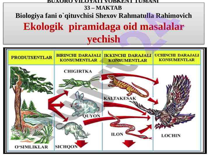 Ekologik piramida va oziq zanjir masalalari