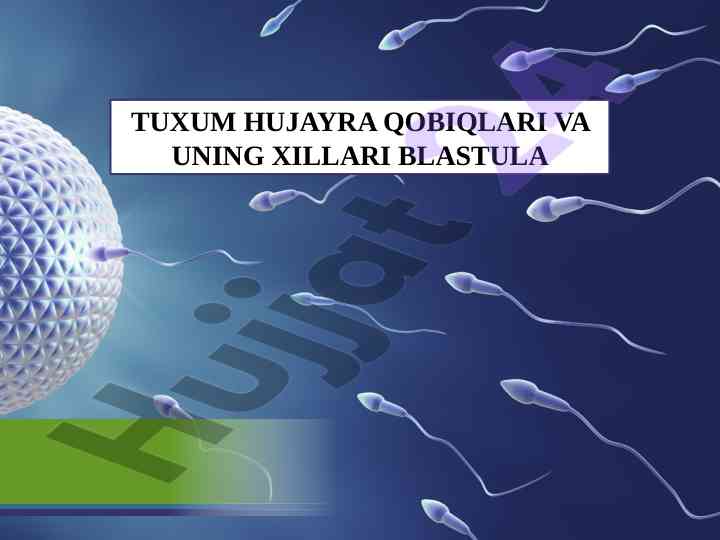 Tuxum hujayra qobiqalari va ularning xillari