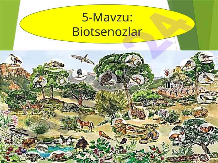 Biotsenozlar va ularning yashash muhiti