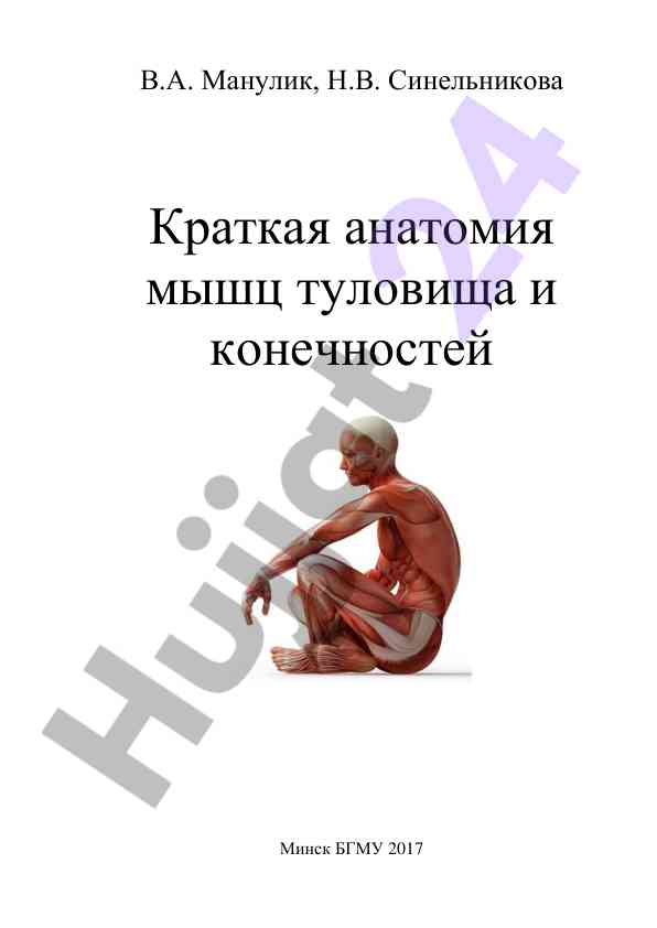 Краткая анатомия мышц туловища и конечностей
