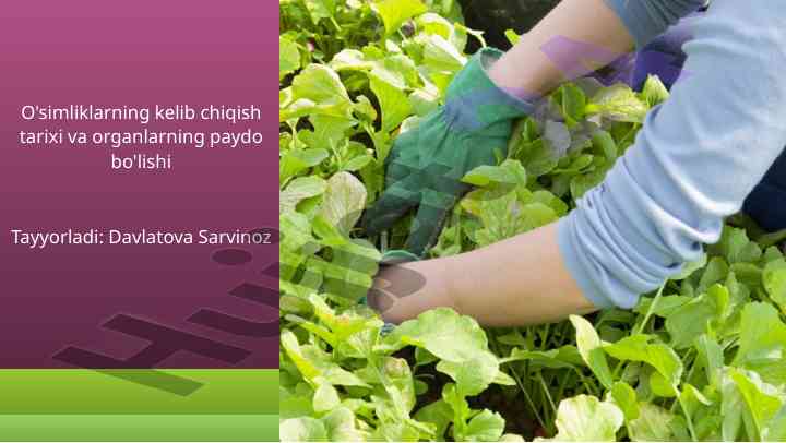 O'simliklarning kelib chiqish tarixi va organlarning paydo bo'lishi