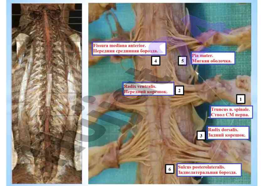Anatomiya nervlariga oid ma'lumotlar