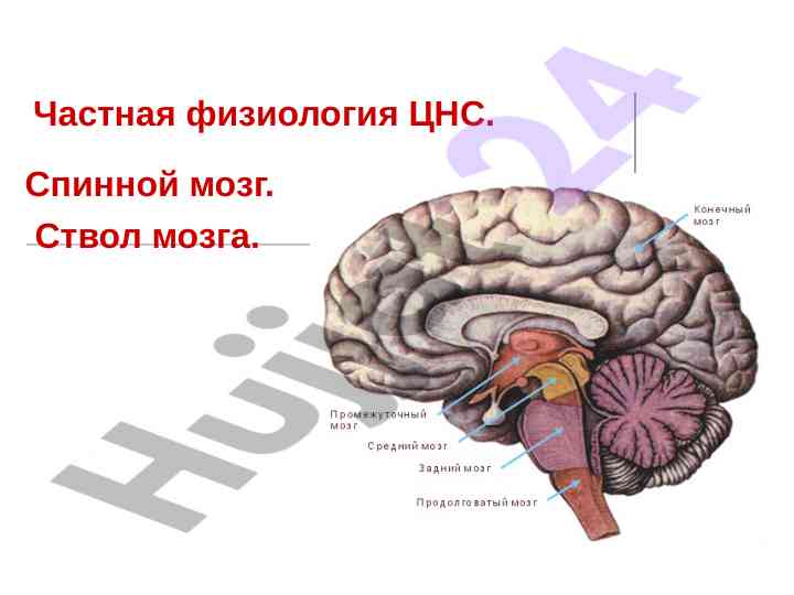 Физиология спинного мозга и ствола мозга