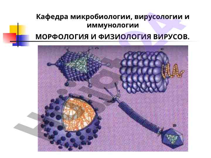 Морфология и физиология вирусов