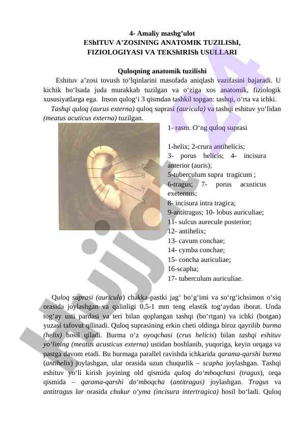Quloqning anatomik tuzilishi va fiziologiyasi