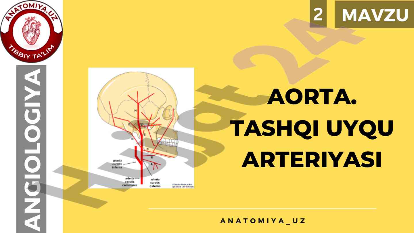 Aorta va tashqi uyqu arteriyasi anatomiyasi