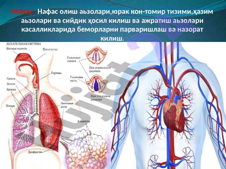 Нафас олиш тизими касалликлари билани беморларни парвариш