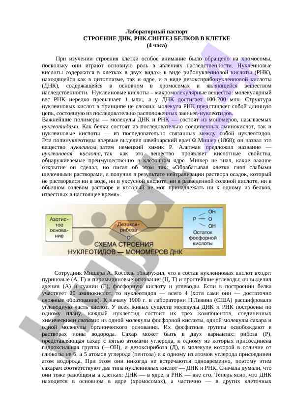 Строение днк и синтез белков в клетке
