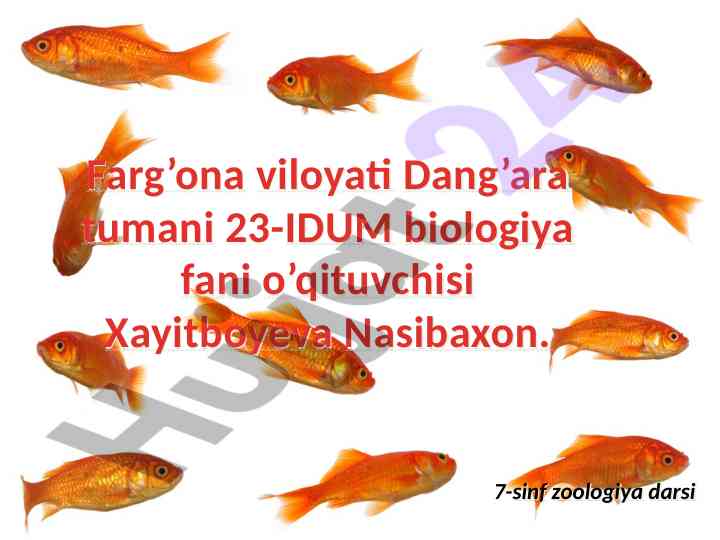 Baliqlarning tashqi tuzilishi haqida ma'lumotlar