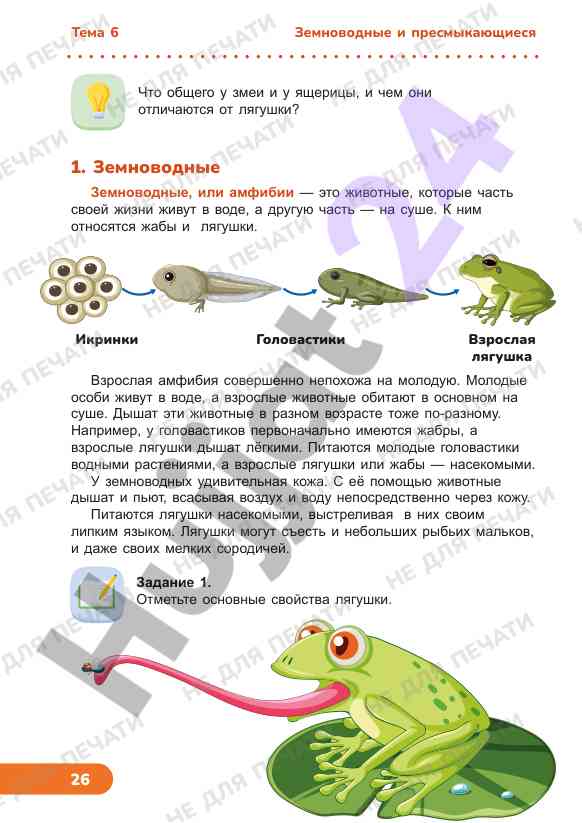Общие черты змеи и ящерицы с лягушками