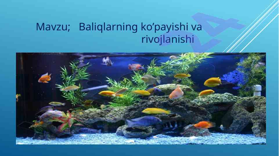 Baliqlarning ko’payishi va rivojlanishi