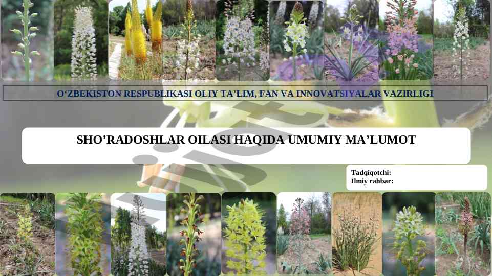 Logo sho’radoshlar oilasi haqida umumiy ma’lumot