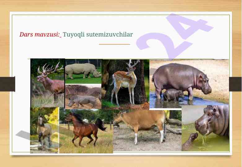 Tuyoqli sutimizuvchilar haqida umumiy ma'lumot
