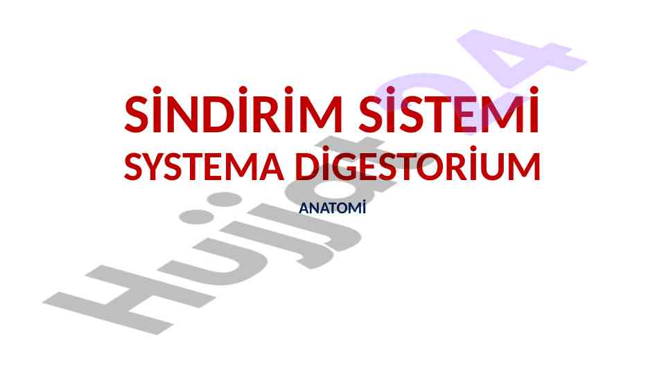 Sindirim sistemi anatomisi ve fonksiyonları