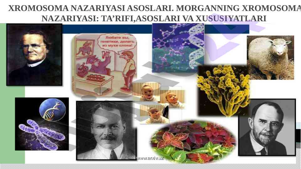 Xromosoma nazariyasi asoslari va xususiyatlari