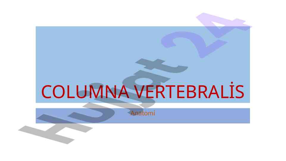 Columna vertebralis anatomiyasi va tuzilishi