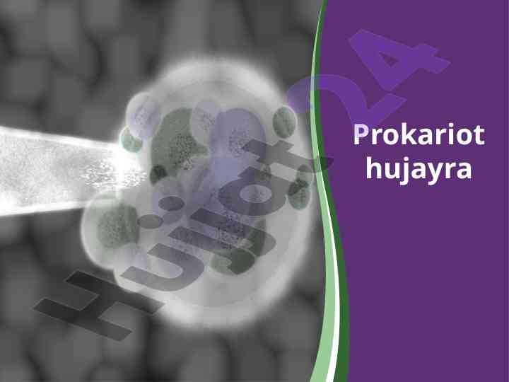 Prokariot hujayralar va ularning xususiyatlari