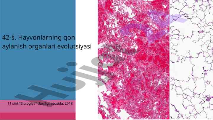Hayvonlarning qon aylanish organlari evolutsiyasi