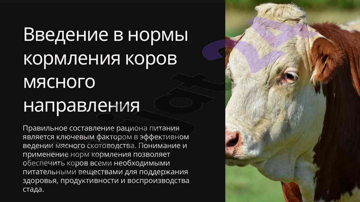 Введение в нормы кормления коров мясного направления