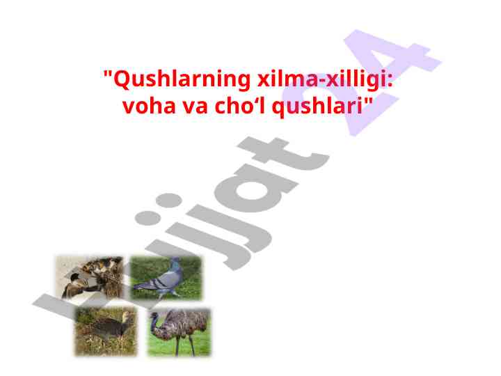 Qushlarning xilma-xilligi: voha va cho‘l qushlari