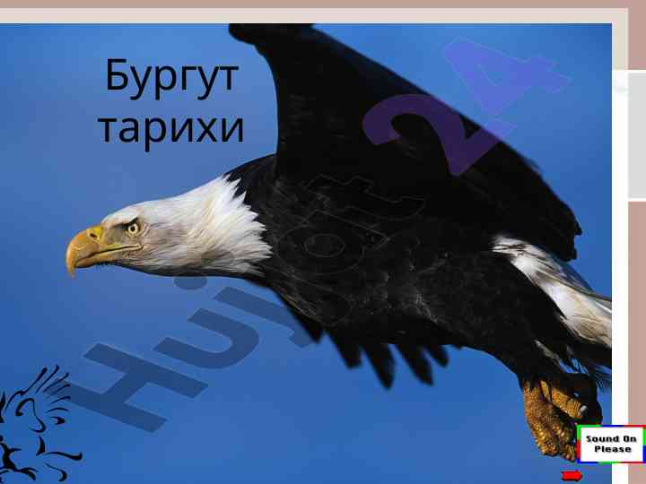 Бургут тарихи ва унинг умр ўзгаришлари