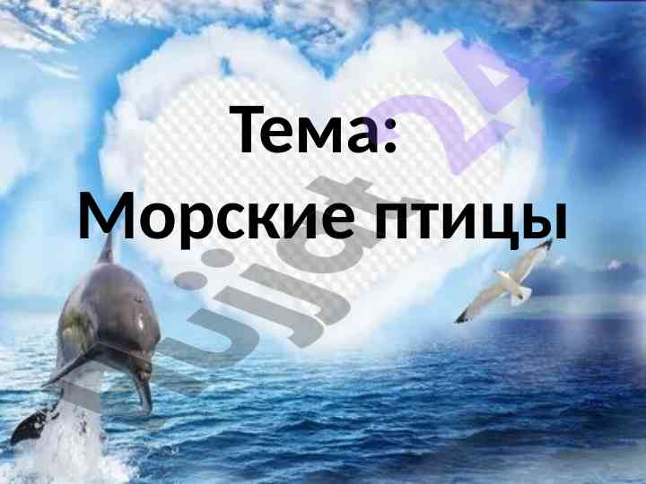Морские птицы и их привычки в природе