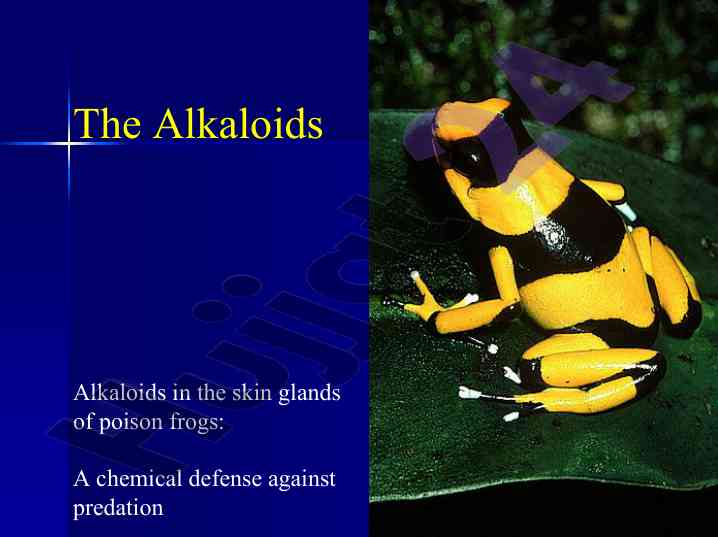 Alkaloids in poison frogs: chemical defense mechanism