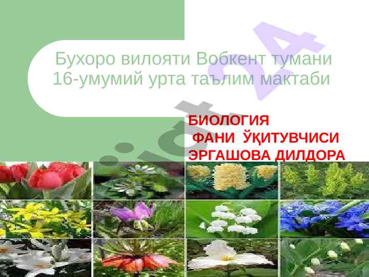 Gul – o’simliklarning generativ ko'payish organi