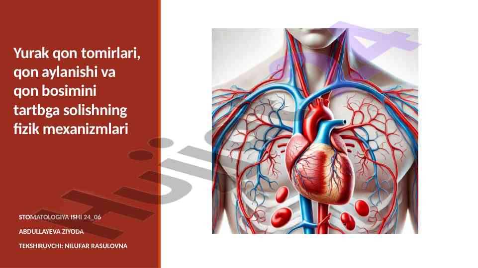 Fizik mexanizmlar va yurakning qon aylanishi