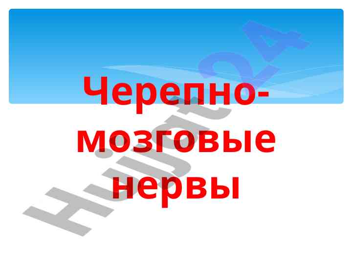 Черепно-мозговые нервы и их функции в организме