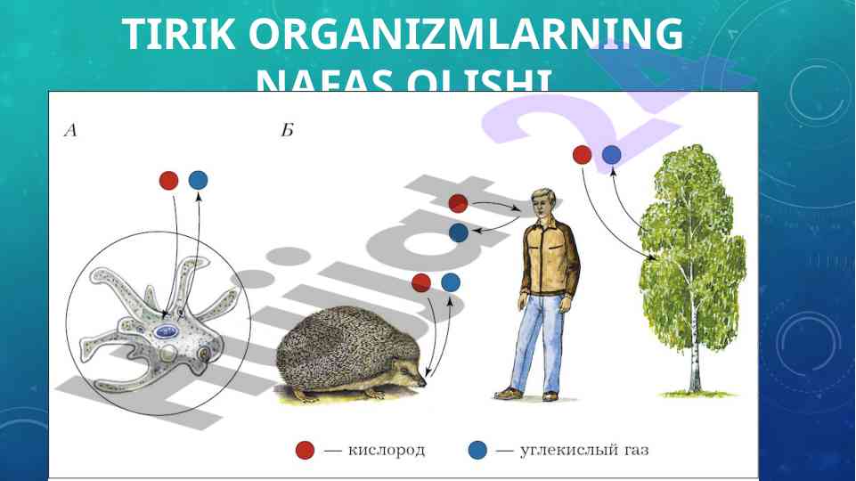 Tirik organizmlarning nafas olishi va oziq moddalar