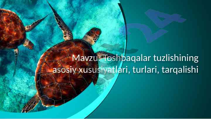 Toshbaqalar Tuzlishining Asosiy Xususiyatlari