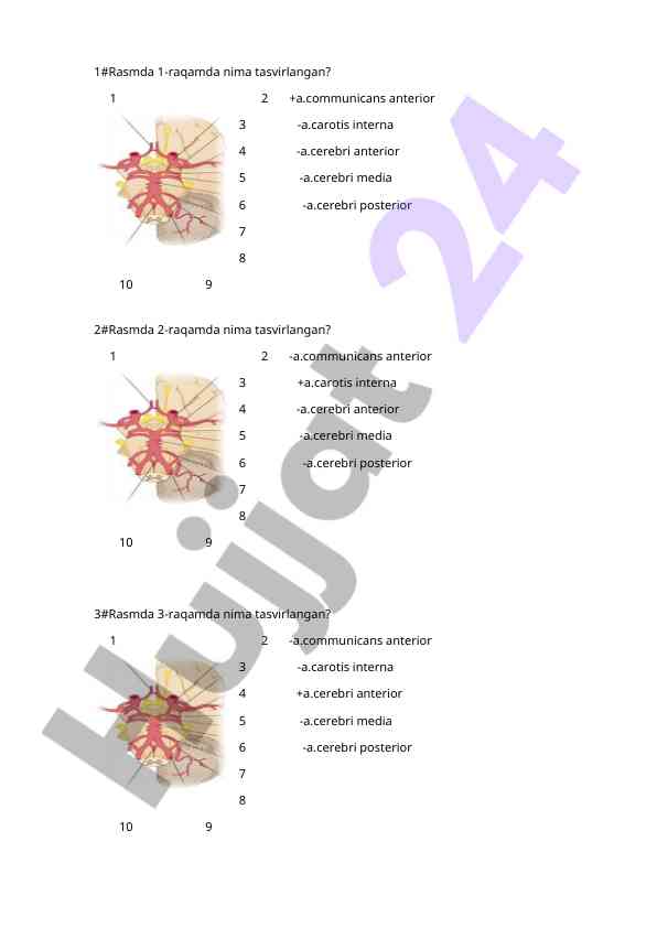 Rasmda tasvirlangan anatomik tuzilmalar