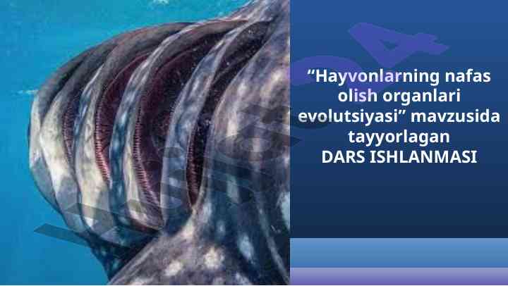 Hayvonlarning nafas olish organlari evolutsiyasi