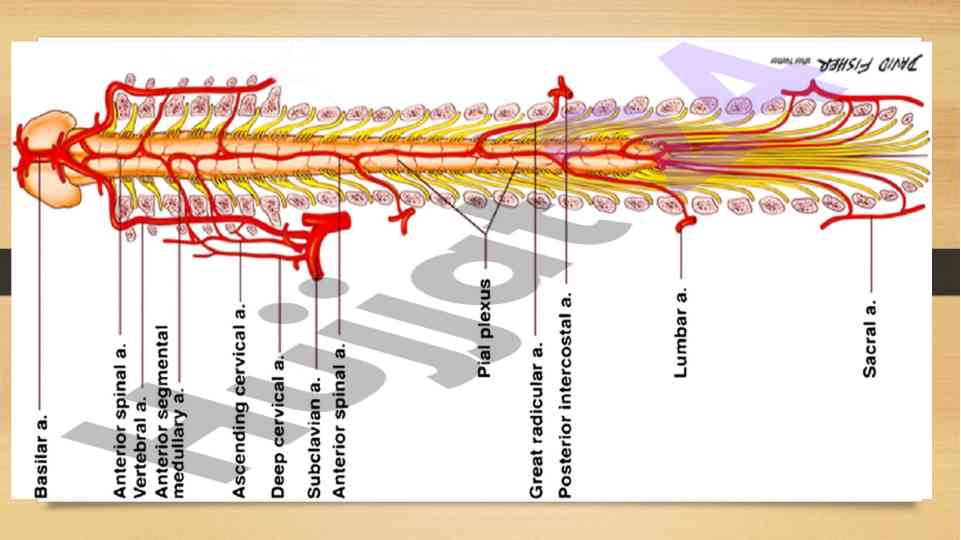 Vertebral artery injury causes and management insights