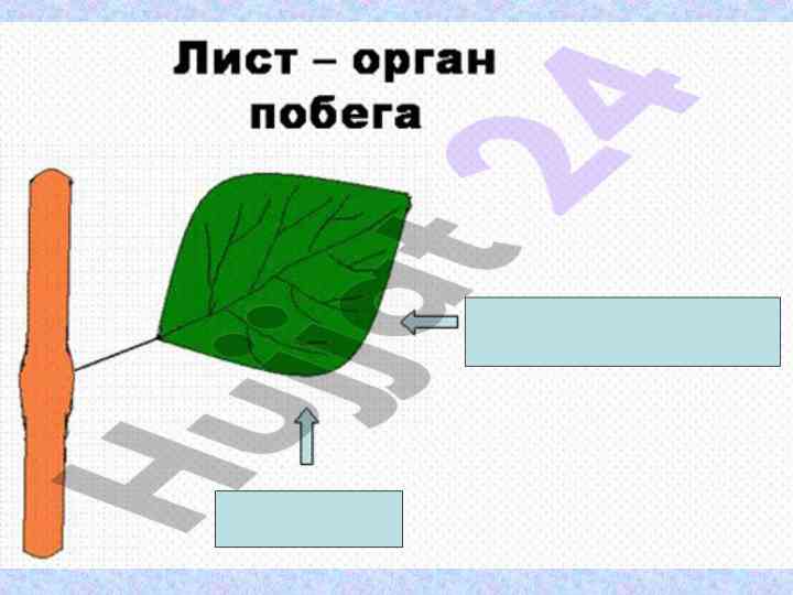 Общие часть листа в растениях
