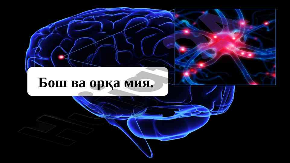 Bosh va orqa miyada asosiy terminlar va tushunchalar