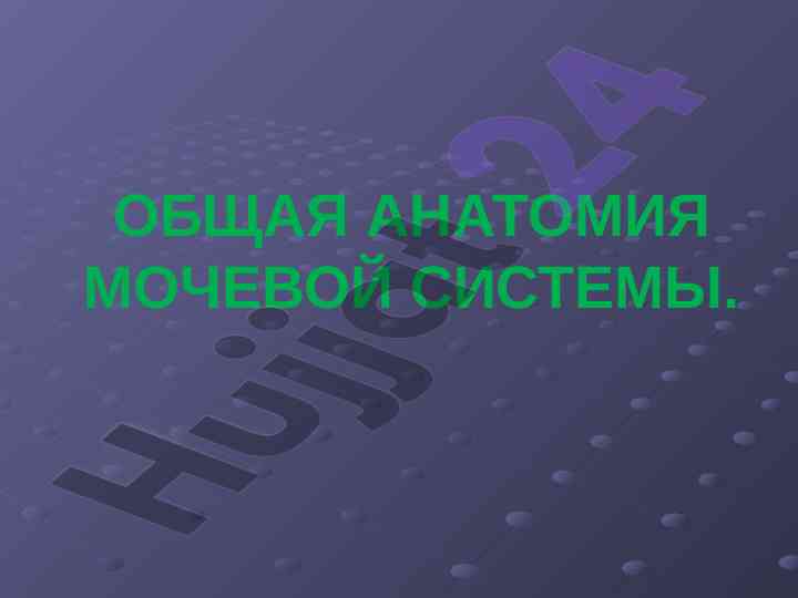 Общая анатомия мочевой системы