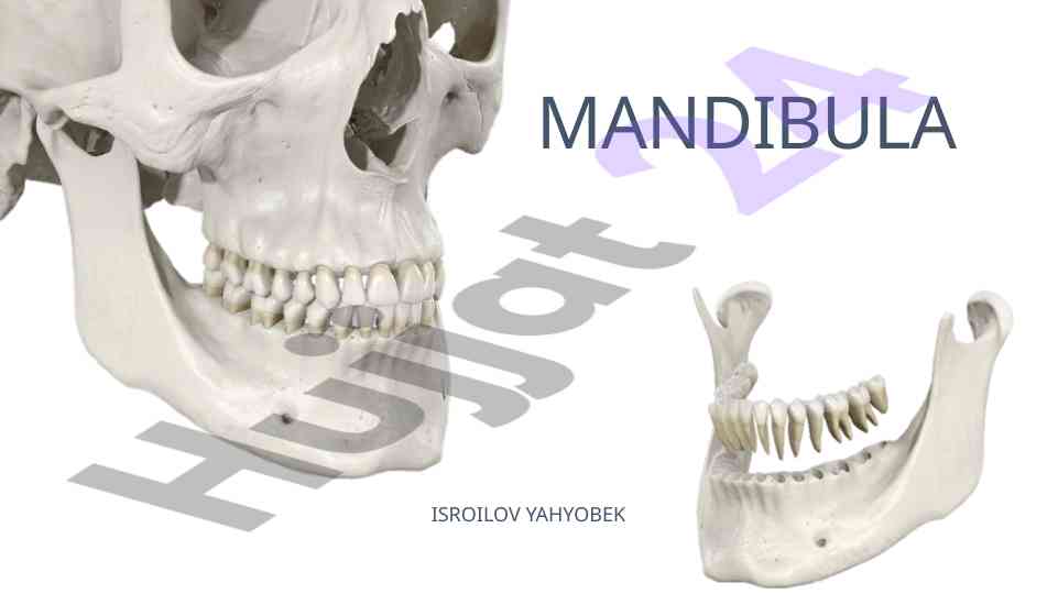 Mandibula anatomiyasi va strukturasi