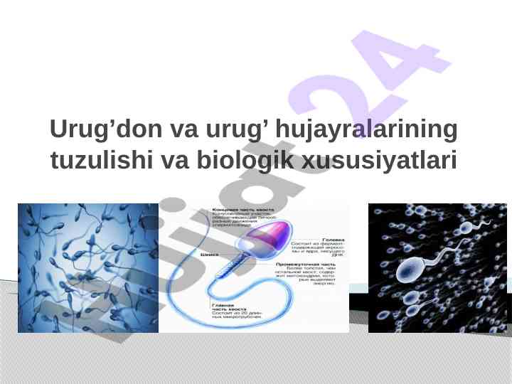 Urug’don va urug’ hujayralarining tuzilishi va biologik xususiyatlari
