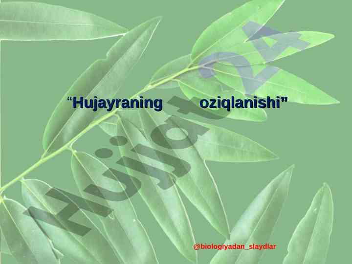 Hujayraning oziqlanishi va energiya almashinuv bosqichlari