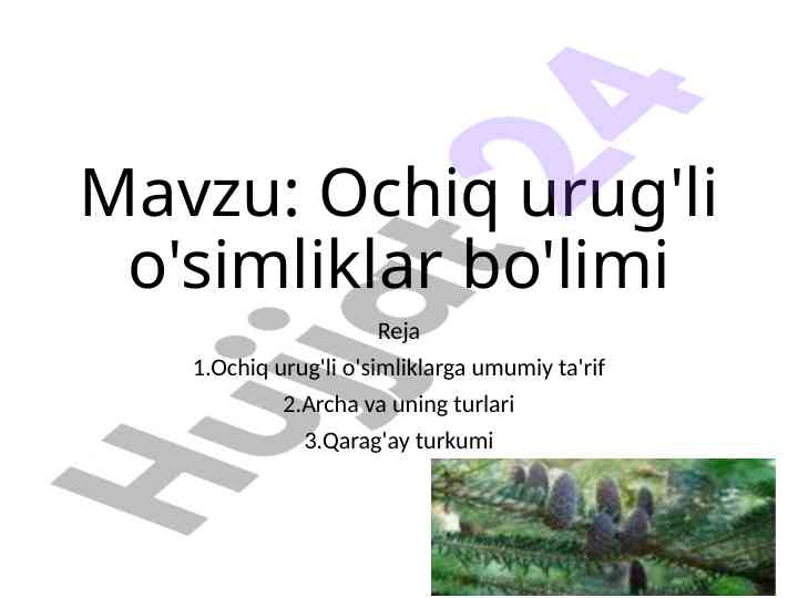 Ochiq urug'li o'simliklar bo'limiga kirish