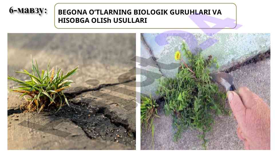 Begona o‘tlarning biologik guruhlari va hisobga olish usullari