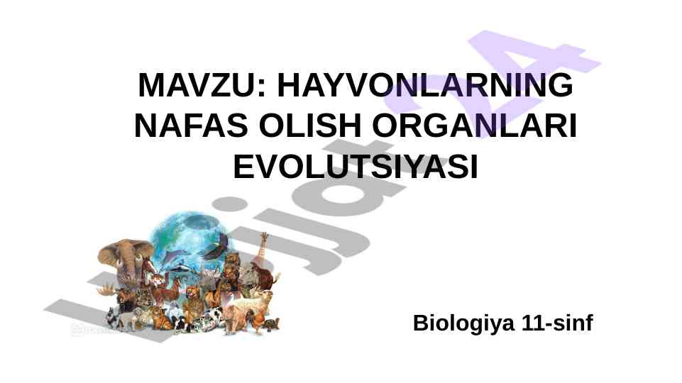 Hayvonlarning nafas olish organlari evolutsiyasi