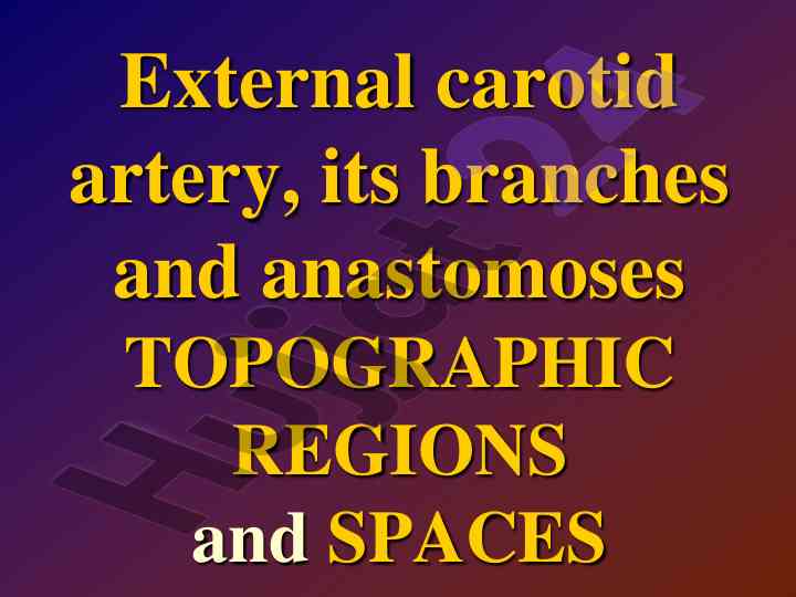 External carotid artery anatomy and branches overview