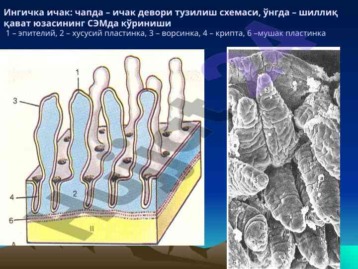 Ингичка ичак тузилиши ва унинг ультраструктураси