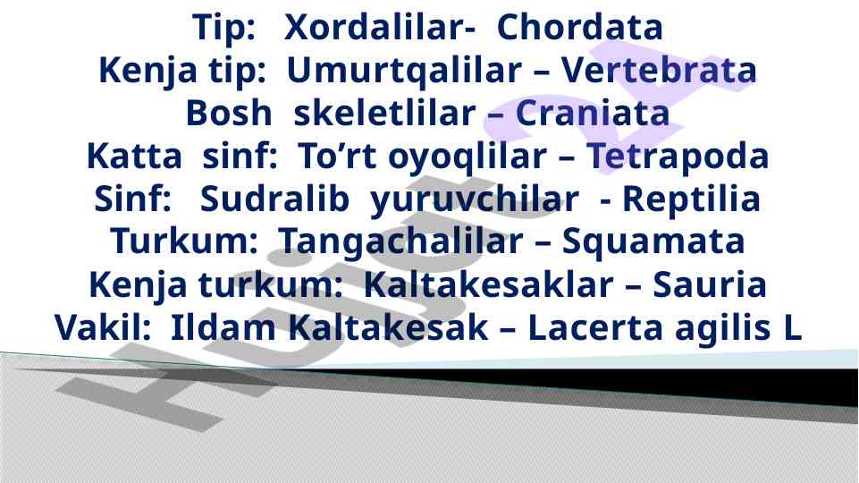 Xordalilar uchun nerv tizimining rivojlanishi