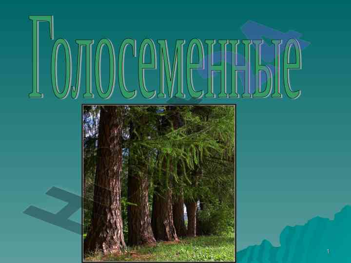Osobennosti golosemennykh i ikh vazhnost