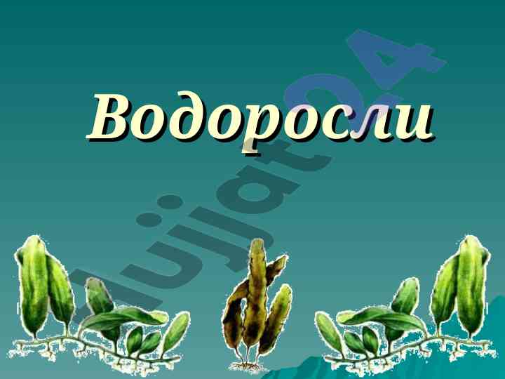 Vodorosli va ularning ahamiyati