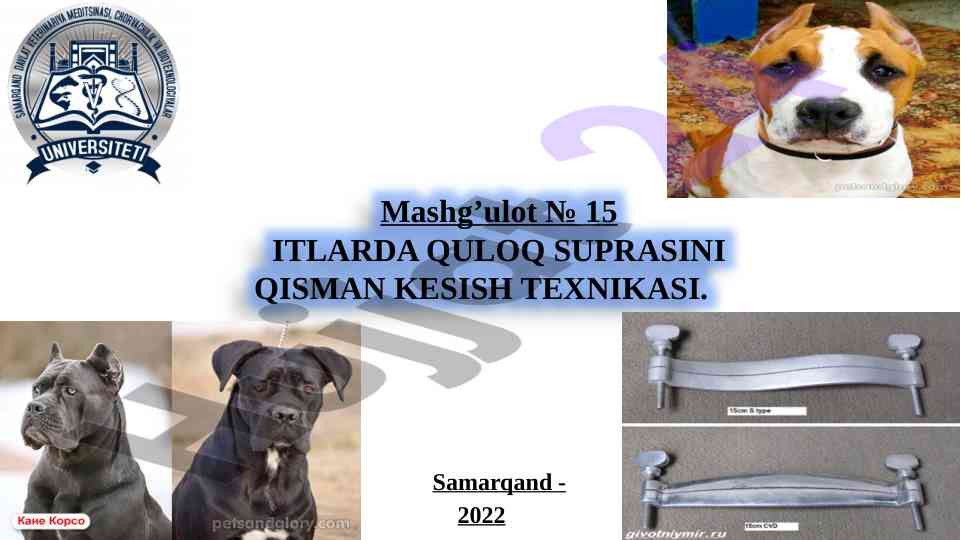 Quloq suprasini qisman kesish texnikasi